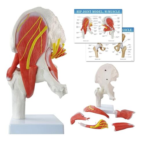 EVOTECH Hip Joint Model W/Removable Muscles, 6 Parts Life Size Human Hip Joint Anatomy Replica of Hip Bone Muscles for Doctors Office Educational Teaching Study Tool in Saudi Arabia