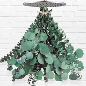 12 Pcs Large Dried Eucalyptus & Silver Dollar Leaves Bundle - Natural Real Fresh Eucalyptus, 17" Preserved Eucalyptus Branches for Shower Hanging, Bathroom Decor, Garland, Greenery Plant (12)