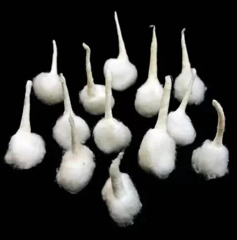 500 قطعة من فتائل بوجا القطنية الملفوفة يدويًا لمصابيح بوجا ديا روي باتي in Saudi Arabia
