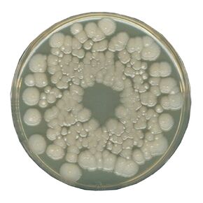 EMD ميليبور 1.10673.0500 أجار سيروم البرتقال، محبب، 500 جرام in Kuwait