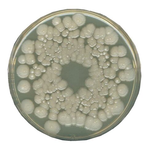 EMD ميليبور 1.10673.0500 أجار سيروم البرتقال، محبب، 500 جرام in Kuwait
