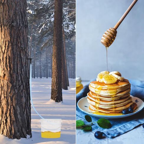 5 Sets Maple Syrup Tapping Kit Including 5 Buckets (5L) with Lid, 30ft Tubing, 10 Tree Taps, 1 Tap & Drill Bit Maple Tree Tapping Kit for Experts or Beginners Maple Birch Syrup Collection Supplies in Kuwait