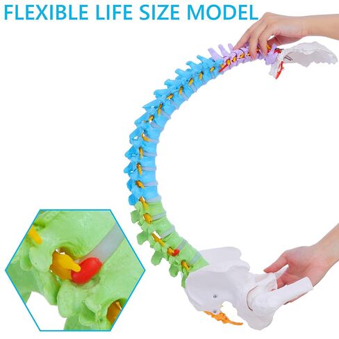 نموذج العمود الفقري بالحجم الطبيعي - نموذج تشريحي للعمود الفقري البشري المرن مقاس 34.6 بوصة مع الأعصاب والشرايين والعمود القطني والحوض الذكري، نموذج العمود الفقري التشريحي الملون in Kuwait