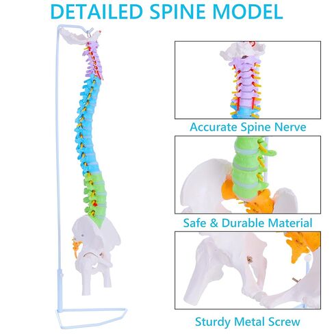 نموذج العمود الفقري بالحجم الطبيعي - نموذج تشريحي للعمود الفقري البشري المرن مقاس 34.6 بوصة مع الأعصاب والشرايين والعمود القطني والحوض الذكري، نموذج العمود الفقري التشريحي الملون in Kuwait