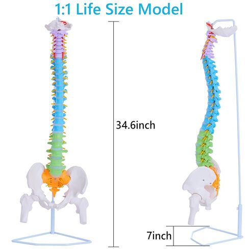 نموذج العمود الفقري بالحجم الطبيعي - نموذج تشريحي للعمود الفقري البشري المرن مقاس 34.6 بوصة مع الأعصاب والشرايين والعمود القطني والحوض الذكري، نموذج العمود الفقري التشريحي الملون in Kuwait