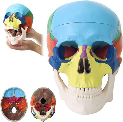 Japard Human Skull Model, Detachable Anatomical Life Size Colored Skull Head for Medical Student Human Anatomy Study Course Demonstration in Saudi Arabia
