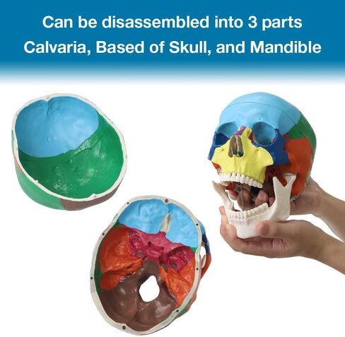 Japard Human Skull Model, Detachable Anatomical Life Size Colored Skull Head for Medical Student Human Anatomy Study Course Demonstration in Saudi Arabia