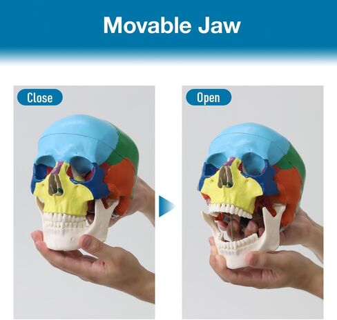 Japard Human Skull Model, Detachable Anatomical Life Size Colored Skull Head for Medical Student Human Anatomy Study Course Demonstration in Saudi Arabia