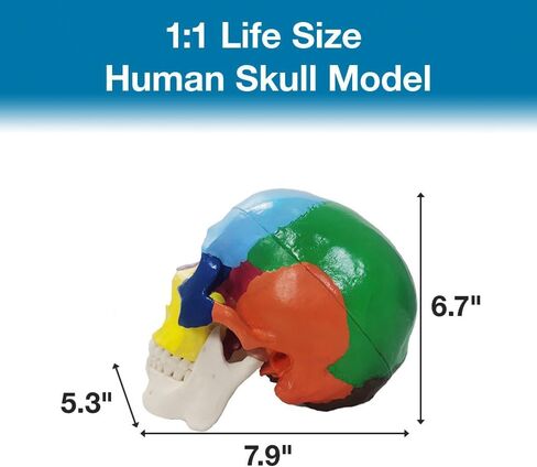 Japard Human Skull Model, Detachable Anatomical Life Size Colored Skull Head for Medical Student Human Anatomy Study Course Demonstration in Saudi Arabia