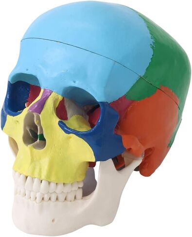 Japard Human Skull Model, Detachable Anatomical Life Size Colored Skull Head for Medical Student Human Anatomy Study Course Demonstration in Saudi Arabia