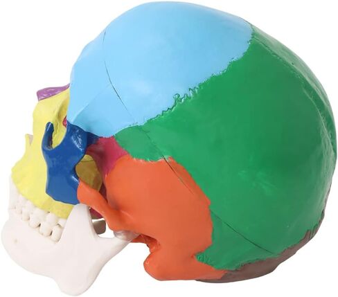 Japard Human Skull Model, Detachable Anatomical Life Size Colored Skull Head for Medical Student Human Anatomy Study Course Demonstration in Saudi Arabia