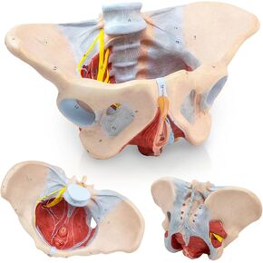 1:1 Life Size Human Female Pelvis Model with Pelvic Floor Muscles Perineal Model All in One Female Anatomy Model Skeleton for the teaching of physiology and hygiene in the teaching of anatomy schools in Kuwait