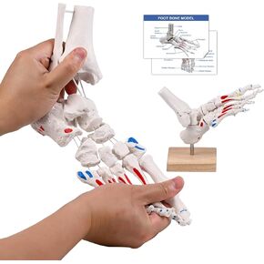 نموذج هيكل عظمي للقدم من JNMFTD على مطاط، مع جذع شظية ممتدة وإدراج عضلات بنجي مرنة وأصول مع قاعدة خشبية لبطاقة دليل المنتج لأخصائيي علاج الأقدام وأطباء العظام وأخصائيي العلاج الطبيعي in Kuwait