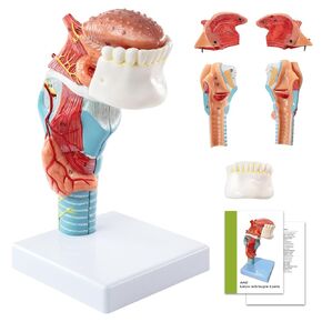 نموذج تشريح الحنجرة البشرية، بما في ذلك نماذج أبحاث هيكل اللسان والأسنان والغدة الدرقية والحنجرة، مناسب للتعليم الطبي والتدريب والبحث in Kuwait
