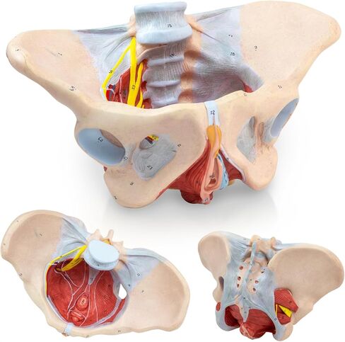1:1 Life Size Human Female Pelvis Model with Pelvic Floor Muscles Perineal Model All in One Female Anatomy Model Skeleton for the teaching of physiology and hygiene in the teaching of anatomy schools in Kuwait