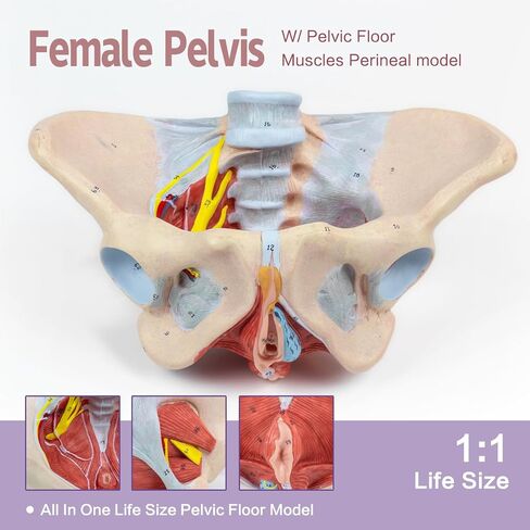 1:1 Life Size Human Female Pelvis Model with Pelvic Floor Muscles Perineal Model All in One Female Anatomy Model Skeleton for the teaching of physiology and hygiene in the teaching of anatomy schools in Kuwait