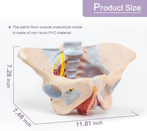 1:1 Life Size Human Female Pelvis Model with Pelvic Floor Muscles Perineal Model All in One Female Anatomy Model Skeleton for the teaching of physiology and hygiene in the teaching of anatomy schools in Kuwait