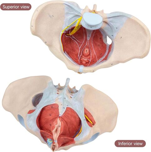 1:1 Life Size Human Female Pelvis Model with Pelvic Floor Muscles Perineal Model All in One Female Anatomy Model Skeleton for the teaching of physiology and hygiene in the teaching of anatomy schools in Kuwait