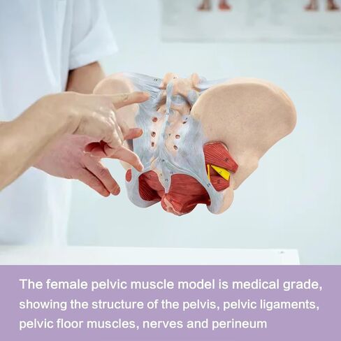 1:1 Life Size Human Female Pelvis Model with Pelvic Floor Muscles Perineal Model All in One Female Anatomy Model Skeleton for the teaching of physiology and hygiene in the teaching of anatomy schools in Kuwait