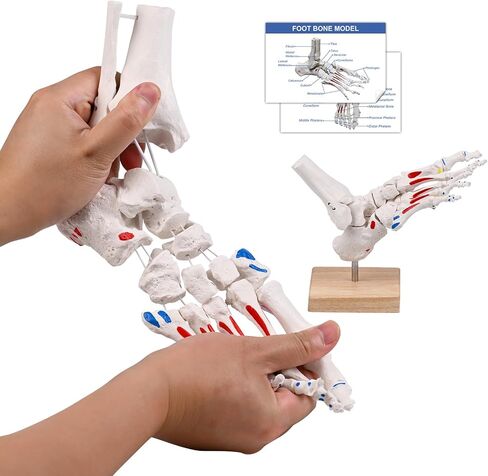 نموذج هيكل عظمي للقدم من JNMFTD على مطاط، مع جذع شظية ممتدة وإدراج عضلات بنجي مرنة وأصول مع قاعدة خشبية لبطاقة دليل المنتج لأخصائيي علاج الأقدام وأطباء العظام وأخصائيي العلاج الطبيعي in Kuwait
