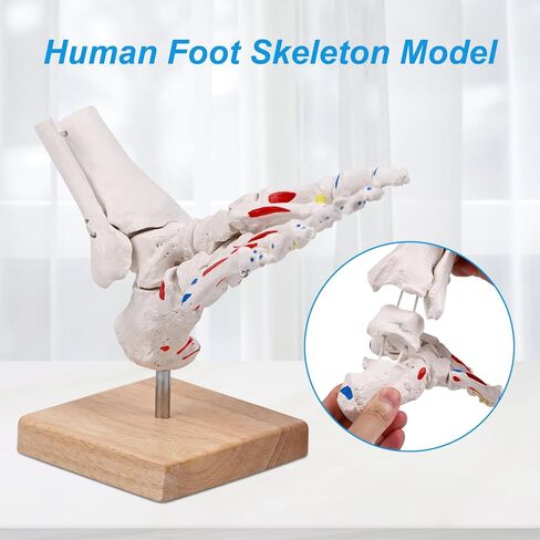 نموذج هيكل عظمي للقدم من JNMFTD على مطاط، مع جذع شظية ممتدة وإدراج عضلات بنجي مرنة وأصول مع قاعدة خشبية لبطاقة دليل المنتج لأخصائيي علاج الأقدام وأطباء العظام وأخصائيي العلاج الطبيعي in Kuwait