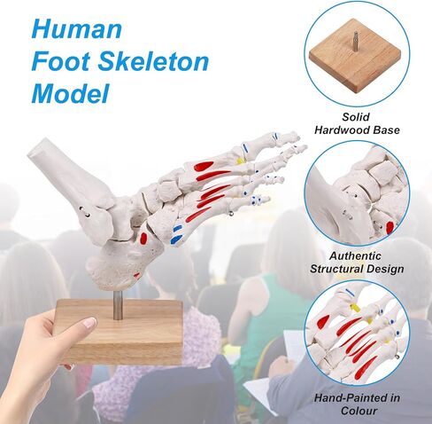 نموذج هيكل عظمي للقدم من JNMFTD على مطاط، مع جذع شظية ممتدة وإدراج عضلات بنجي مرنة وأصول مع قاعدة خشبية لبطاقة دليل المنتج لأخصائيي علاج الأقدام وأطباء العظام وأخصائيي العلاج الطبيعي in Kuwait