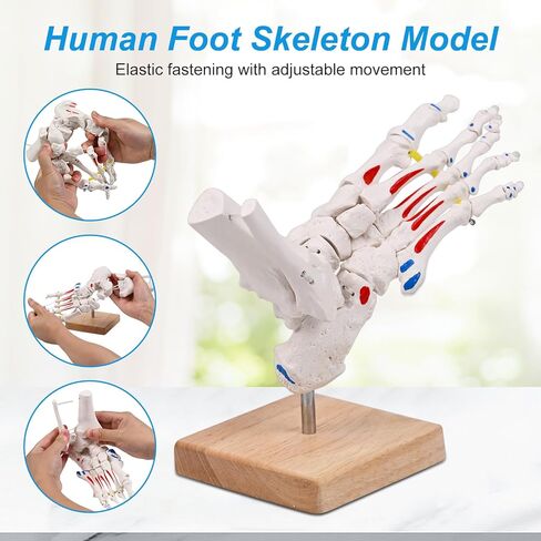 نموذج هيكل عظمي للقدم من JNMFTD على مطاط، مع جذع شظية ممتدة وإدراج عضلات بنجي مرنة وأصول مع قاعدة خشبية لبطاقة دليل المنتج لأخصائيي علاج الأقدام وأطباء العظام وأخصائيي العلاج الطبيعي in Kuwait