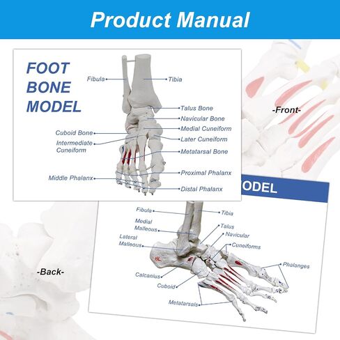 نموذج هيكل عظمي للقدم من JNMFTD على مطاط، مع جذع شظية ممتدة وإدراج عضلات بنجي مرنة وأصول مع قاعدة خشبية لبطاقة دليل المنتج لأخصائيي علاج الأقدام وأطباء العظام وأخصائيي العلاج الطبيعي in Kuwait