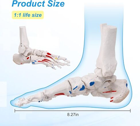 نموذج هيكل عظمي للقدم من JNMFTD على مطاط، مع جذع شظية ممتدة وإدراج عضلات بنجي مرنة وأصول مع قاعدة خشبية لبطاقة دليل المنتج لأخصائيي علاج الأقدام وأطباء العظام وأخصائيي العلاج الطبيعي in Kuwait