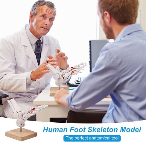 نموذج هيكل عظمي للقدم من JNMFTD على مطاط، مع جذع شظية ممتدة وإدراج عضلات بنجي مرنة وأصول مع قاعدة خشبية لبطاقة دليل المنتج لأخصائيي علاج الأقدام وأطباء العظام وأخصائيي العلاج الطبيعي in Kuwait