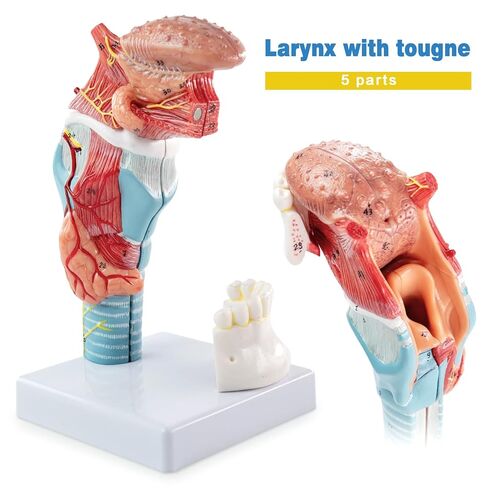 نموذج تشريح الحنجرة البشرية، بما في ذلك نماذج أبحاث هيكل اللسان والأسنان والغدة الدرقية والحنجرة، مناسب للتعليم الطبي والتدريب والبحث in Kuwait