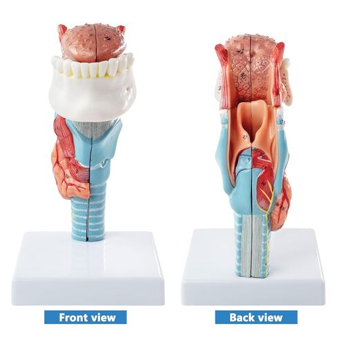 نموذج تشريح الحنجرة البشرية، بما في ذلك نماذج أبحاث هيكل اللسان والأسنان والغدة الدرقية والحنجرة، مناسب للتعليم الطبي والتدريب والبحث in Kuwait