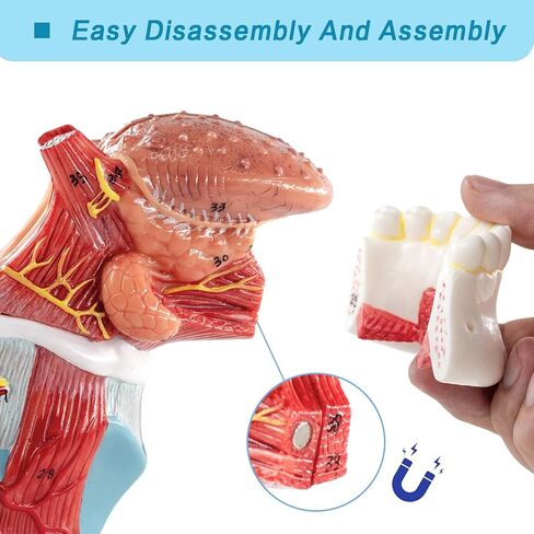 نموذج تشريح الحنجرة البشرية، بما في ذلك نماذج أبحاث هيكل اللسان والأسنان والغدة الدرقية والحنجرة، مناسب للتعليم الطبي والتدريب والبحث in Kuwait