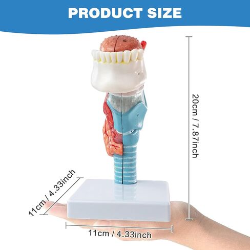 نموذج تشريح الحنجرة البشرية، بما في ذلك نماذج أبحاث هيكل اللسان والأسنان والغدة الدرقية والحنجرة، مناسب للتعليم الطبي والتدريب والبحث in Kuwait