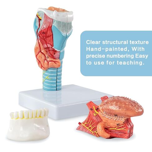 نموذج تشريح الحنجرة البشرية، بما في ذلك نماذج أبحاث هيكل اللسان والأسنان والغدة الدرقية والحنجرة، مناسب للتعليم الطبي والتدريب والبحث in Kuwait