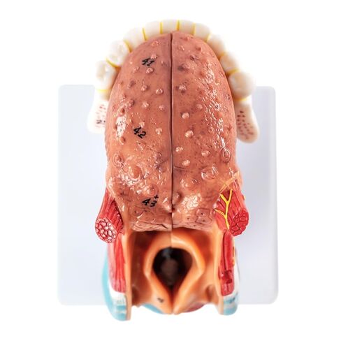 نموذج تشريح الحنجرة البشرية، بما في ذلك نماذج أبحاث هيكل اللسان والأسنان والغدة الدرقية والحنجرة، مناسب للتعليم الطبي والتدريب والبحث in Kuwait