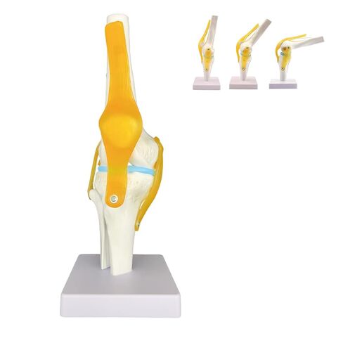 Human Knee Joint Model Anatomy, 1:1 Life-Size Flexible Knee Model with Ligaments for Doctor & Student, Teaching Aid for Patient Education & Anatomical Study in Saudi Arabia