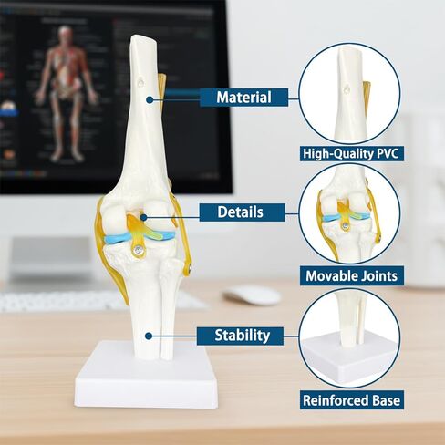 Human Knee Joint Model Anatomy, 1:1 Life-Size Flexible Knee Model with Ligaments for Doctor & Student, Teaching Aid for Patient Education & Anatomical Study in Saudi Arabia