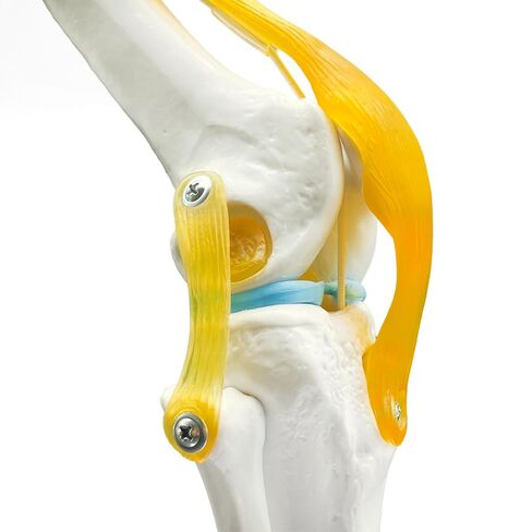 Human Knee Joint Model Anatomy, 1:1 Life-Size Flexible Knee Model with Ligaments for Doctor & Student, Teaching Aid for Patient Education & Anatomical Study in Saudi Arabia