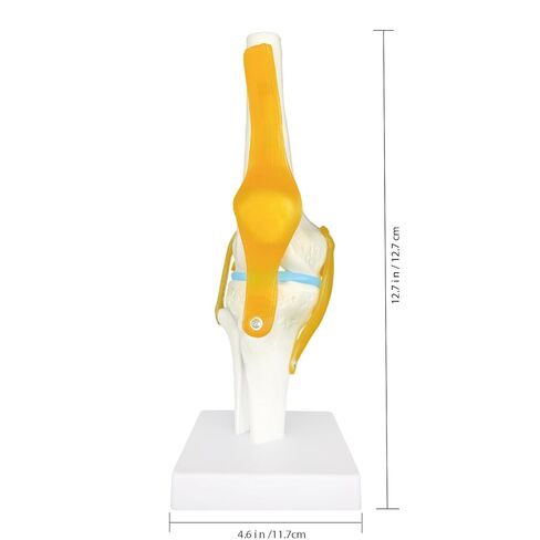 Human Knee Joint Model Anatomy, 1:1 Life-Size Flexible Knee Model with Ligaments for Doctor & Student, Teaching Aid for Patient Education & Anatomical Study in Saudi Arabia