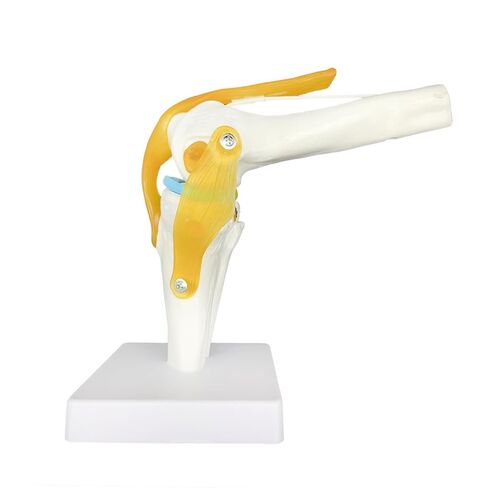 Human Knee Joint Model Anatomy, 1:1 Life-Size Flexible Knee Model with Ligaments for Doctor & Student, Teaching Aid for Patient Education & Anatomical Study in Saudi Arabia