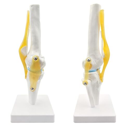 Human Knee Joint Model Anatomy, 1:1 Life-Size Flexible Knee Model with Ligaments for Doctor & Student, Teaching Aid for Patient Education & Anatomical Study in Saudi Arabia