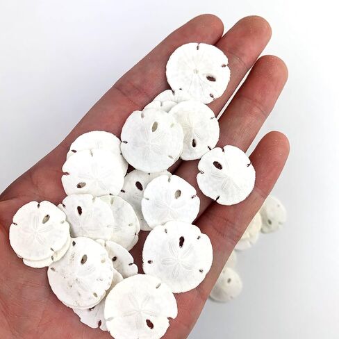 Heyiwell 50 PC Natural White Sand Dollars for Wedding Seashell Craft 0.75" ~ 1" Inch in Saudi Arabia