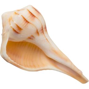 Dakshinavarti Shankh White Valampuri Sangu Pooja Shankh الأصلي اليد اليمنى Lakshmi Conch نادر للعبادة الهندوسية الطبيعية Abhishek Shankh Shell Sangu Small 1.5 بوصة in Kuwait