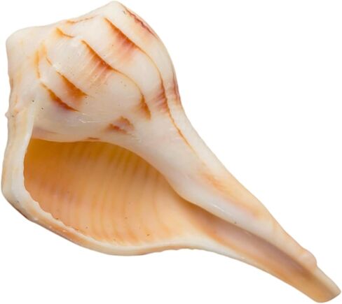 Dakshinavarti Shankh White Valampuri Sangu Pooja Shankh الأصلي اليد اليمنى Lakshmi Conch نادر للعبادة الهندوسية الطبيعية Abhishek Shankh Shell Sangu Small 1.5 بوصة in Kuwait