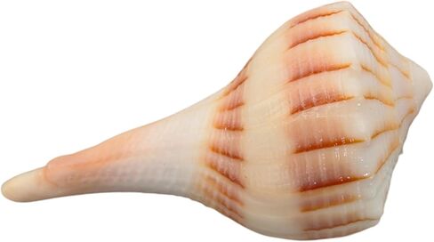 Dakshinavarti Shankh White Valampuri Sangu Pooja Shankh الأصلي اليد اليمنى Lakshmi Conch نادر للعبادة الهندوسية الطبيعية Abhishek Shankh Shell Sangu Small 1.5 بوصة in Kuwait