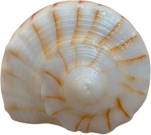 Dakshinavarti Shankh White Valampuri Sangu Pooja Shankh الأصلي اليد اليمنى Lakshmi Conch نادر للعبادة الهندوسية الطبيعية Abhishek Shankh Shell Sangu Small 1.5 بوصة in Kuwait