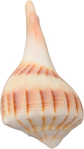 Dakshinavarti Shankh White Valampuri Sangu Pooja Shankh الأصلي اليد اليمنى Lakshmi Conch نادر للعبادة الهندوسية الطبيعية Abhishek Shankh Shell Sangu Small 1.5 بوصة in Kuwait