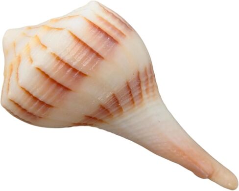 Dakshinavarti Shankh White Valampuri Sangu Pooja Shankh الأصلي اليد اليمنى Lakshmi Conch نادر للعبادة الهندوسية الطبيعية Abhishek Shankh Shell Sangu Small 1.5 بوصة in Kuwait