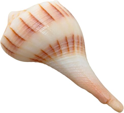 Dakshinavarti Shankh White Valampuri Sangu Pooja Shankh الأصلي اليد اليمنى Lakshmi Conch نادر للعبادة الهندوسية الطبيعية Abhishek Shankh Shell Sangu Small 1.5 بوصة in Kuwait